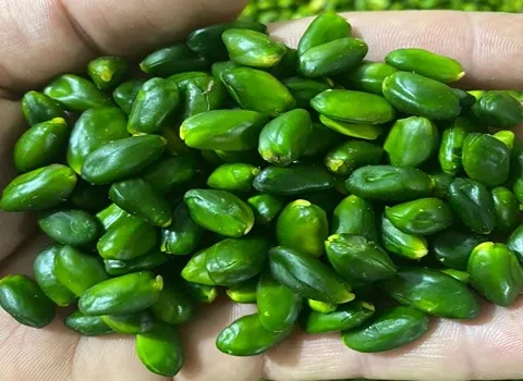 مغز پسته دو پوست؛ مغذی ترد تازه 3 کاربرد (کالباس کیک سوهان)