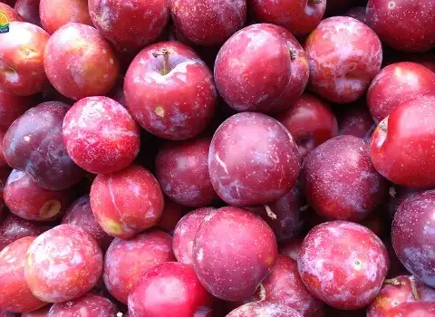 آلو شابلون در بارداری؛ قرمز ملس رفع یبوست تقویت استخوان 1 کیلوگرم