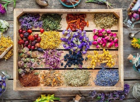 گیاهان دارویی کوهی مازندران؛ آویشن بیدمشک نگونسار حاوی کلسیم پتاسیم