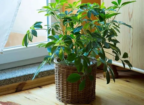 گل آپارتمانی شفلرا (Schefflera apartment flower) + قیمت خرید