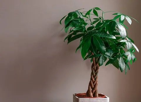 گیاه آپارتمانی پاچیرا Pachira aquatica ماندگاری بالا دکوراسیون آپارتمان