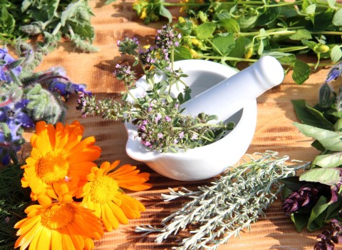 گیاه دارویی برای فشار چشم و فواید بی نظیر آن کد 05