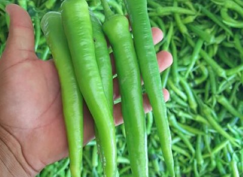 قیمت خرید فلفل شمشیری گلخانه ای + مشخصات، عمده ارزان