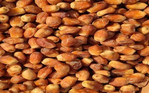 خرید بهترین انواع خرمای زاهدی قصب با قیمت ارزان