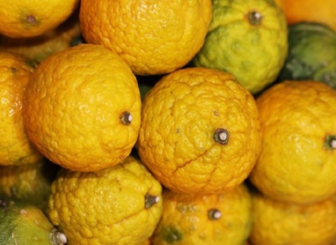 بالنگ میوه کدام شهر است؟