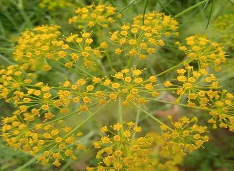 لیست قیمت گیاه آنغوزه خراسان به صورت عمده و با صرفه