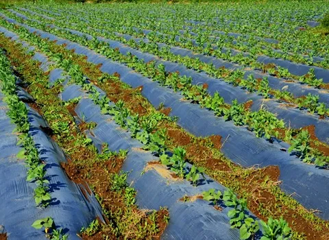 خرید جدیدترین انواع نایلون مالچ کشاورزی