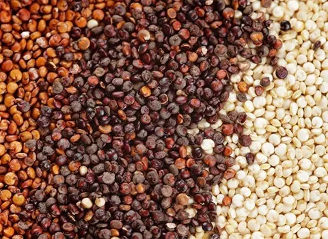 خرید جو دوسر کینوا + بهترین قیمت