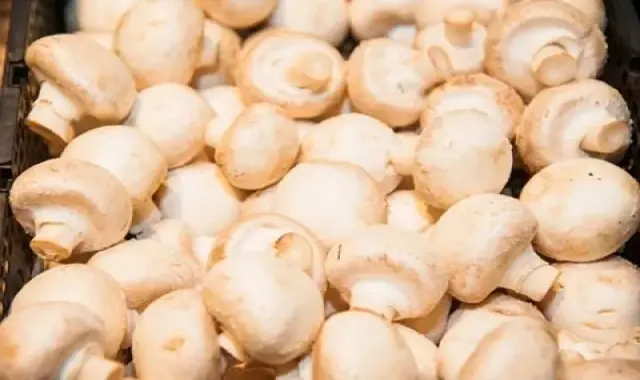 قارچ محلی؛ سفید غیر سمی اجزا پروتئین ویتامین (ساقه کلاهک)