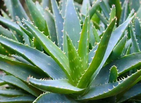 آلوئه ورا اهواز؛ برگ گوشتی درمان سوهاضمه مشکلات پوستی Aloevera