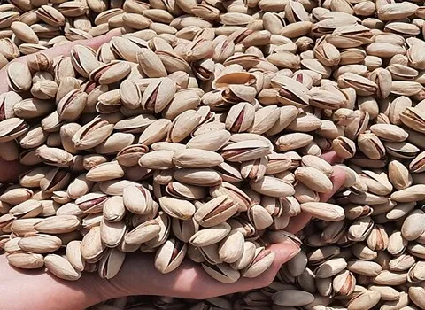 قیمت خرید پسته رفسنجان اکبری + تست کیفیت