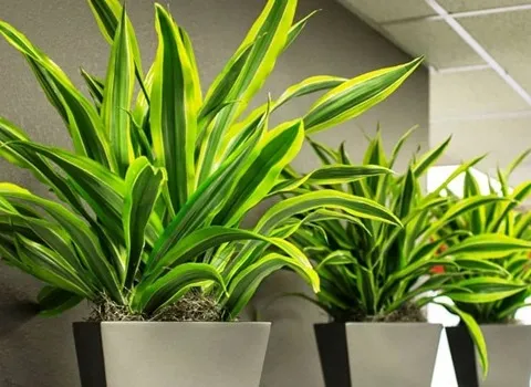 گیاه آپارتمانی لیندا؛ گرم سیر (15 25) درجه