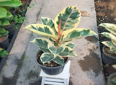 خرید جدیدترین انواع گل آپارتمانی فیکوس ابلق