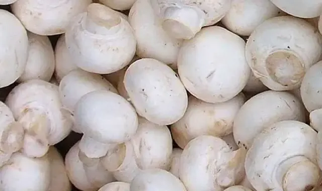 قیمت خرید قارچ‌ سفید دکمه ای + عکس