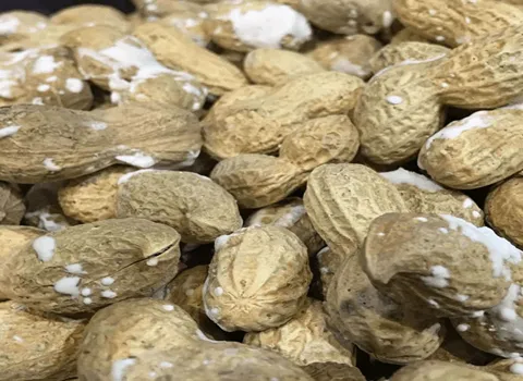 خرید انواع بادام زمینی خام + قیمت