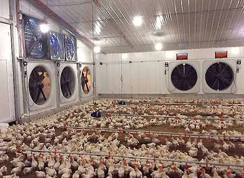 خرید و قیمت انواع تجهیزات مرغداری قم