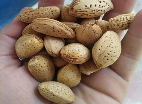 بادام سنگی ایرانی؛ تنقلات کارتنی کیسه ای حاوی ریبوفلاوین آنتی اکسیدان Fiber