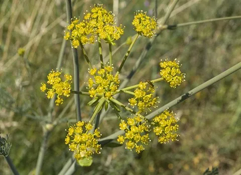 مرجع قیمت انواع آنغوزه لرستان + خرید ارزان