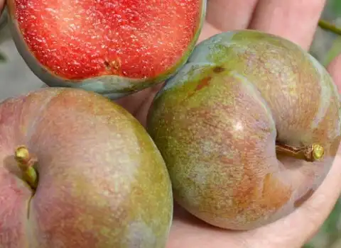 قیمت آلو خاکی