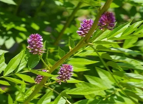 خرید انواع گیاه شیرین بیان کوهی + قیمت