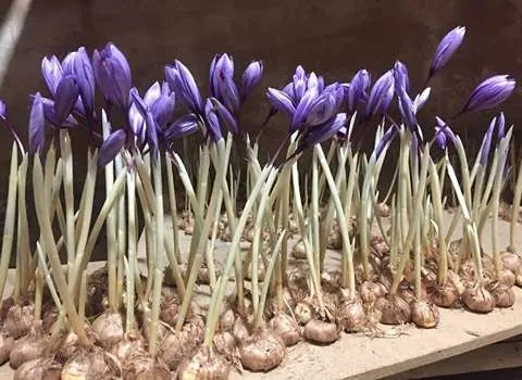 زعفران گلخانه ای در منزل + قیمت خرید، کاربرد، مصارف و خواص