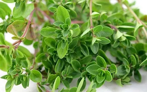 آویشن پهن؛ تقویت سیستم ایمنی کاهش وزن ضد قارچ حاوی Vitamin C