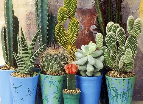قیمت خرید گل کاکتوس آپارتمانی + خواص، معایب و مزایا