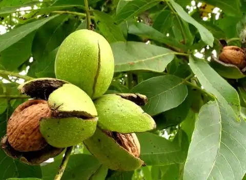 گردو با پوست سبز 1401؛ طعم ترد شیرین سلامت قلب حاوی آنتی اکسیدان