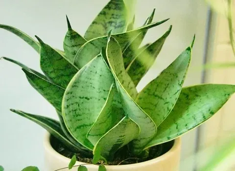 سانسوریا ابلق برگ پهن؛ پا کوتاه بلند شمشیری ویلا Censorship