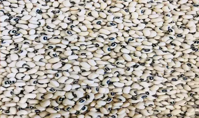 لوبیا چشم بلبلی تازه ؛ درمان بیماری قلبی گوارشی حاوی ویتامین B C D