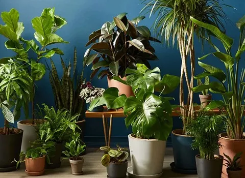 گل آپارتمانی مقاوم به سایه؛ سبز رونده 3 نوع آگلونما بامبو فیتونیا