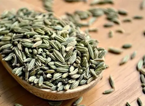 رازیانه کوهی سبز + قیمت خرید، کاربرد، مصارف و خواص