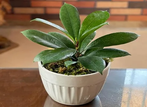 گل فیکوس پولا؛ برگ براق نوک گلدان سرامیکی وزن 2 کیلویی