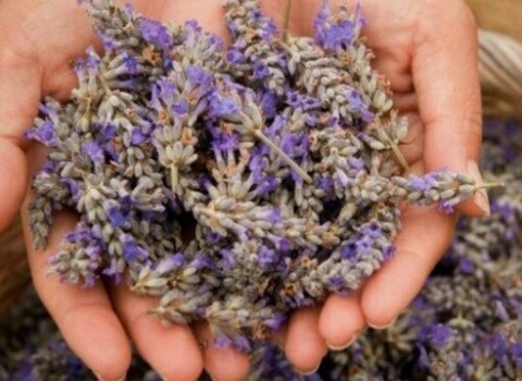 قیمت خرید گیاه اسطوخودوس خشک + خواص، معایب و مزایا