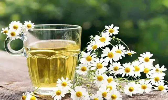 گل بابونه برای سرماخوردگی (گیاه دارویی) چای کیسه ای تقویت سیستم ایمنی