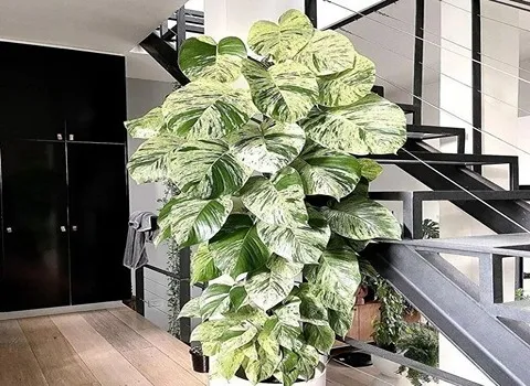 خرید پتوس مرمری در آب با قیمت استثنایی