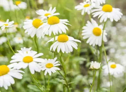 خرید و لیست قیمت گل بابونه با بهترین کیفیت