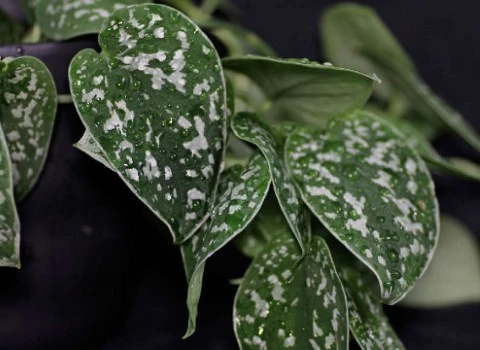 پتوس ببری (گیاه) آپارتمانی برگ خامه ای سبز ظریف Petos