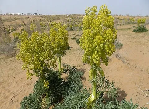 خرید عمده آنغوزه نی ریز با بهترین شرایط