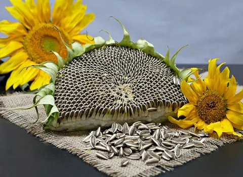 تخمه آفتابگردان صفرا؛ توپر مغز درشت (شمشیری دانه ریز) حاوی پروتئین sunflower seed