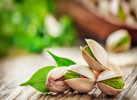 پسته فندقی سبز؛ کرم ارغوانی 2 نوع کله قوچی اوحدی زودرس