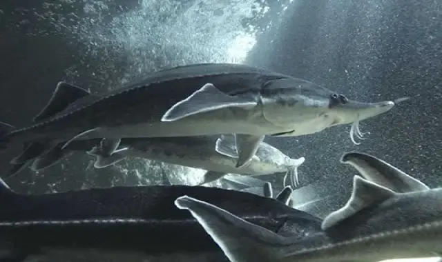 قیمت خرید ماهی خاویار بلوگا + مشخصات، عمده ارزان