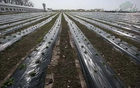 نایلون کشاورزی سیاه  | فروشندگان قیمت مناسب نایلون کشاورزی سیاه