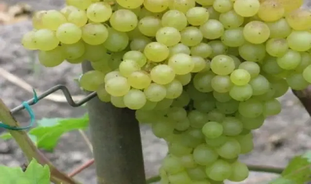 انگور عسگری بدون هسته؛ زرد سبز سرخ پوست بسیار نازک grape