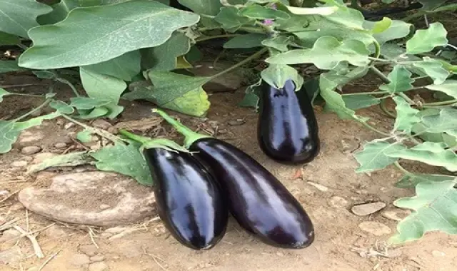 مرجع قیمت انواع بادمجان قلمی + خرید ارزان