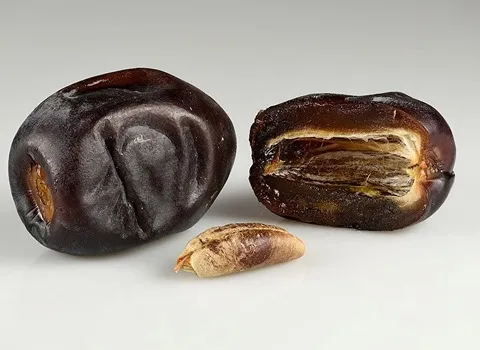 خرمای مضافتی بم در تبریز؛ قند پتاسیم منیزیم دمای نگهداری (5+ 5-) سانتی گراد