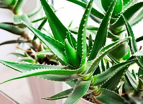 قیمت خرید گیاه زینتی آلوورا + تست کیفیت