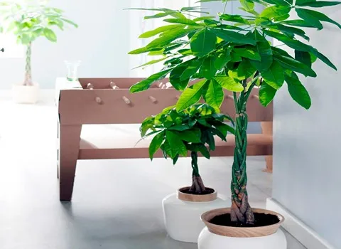 معرفی گیاه زینتی پاچیرا + بهترین قیمت خرید