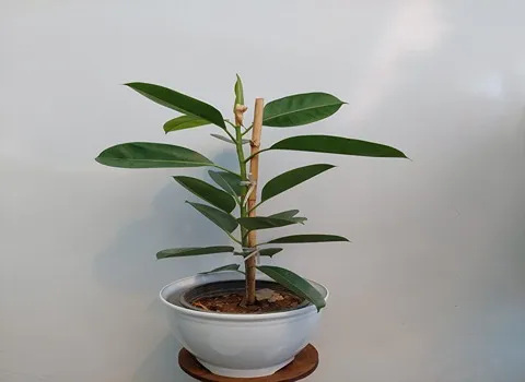 قیمت خرید گل آپارتمانی فیکوس + عکس