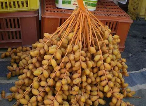 قیمت خرید عمده خرما خارک زرد ارزان و مناسب